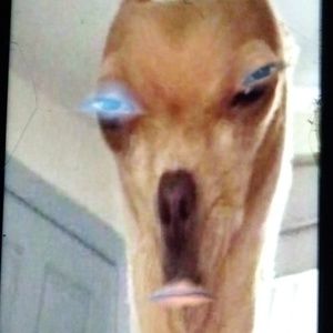 Meet your Posher, Henry